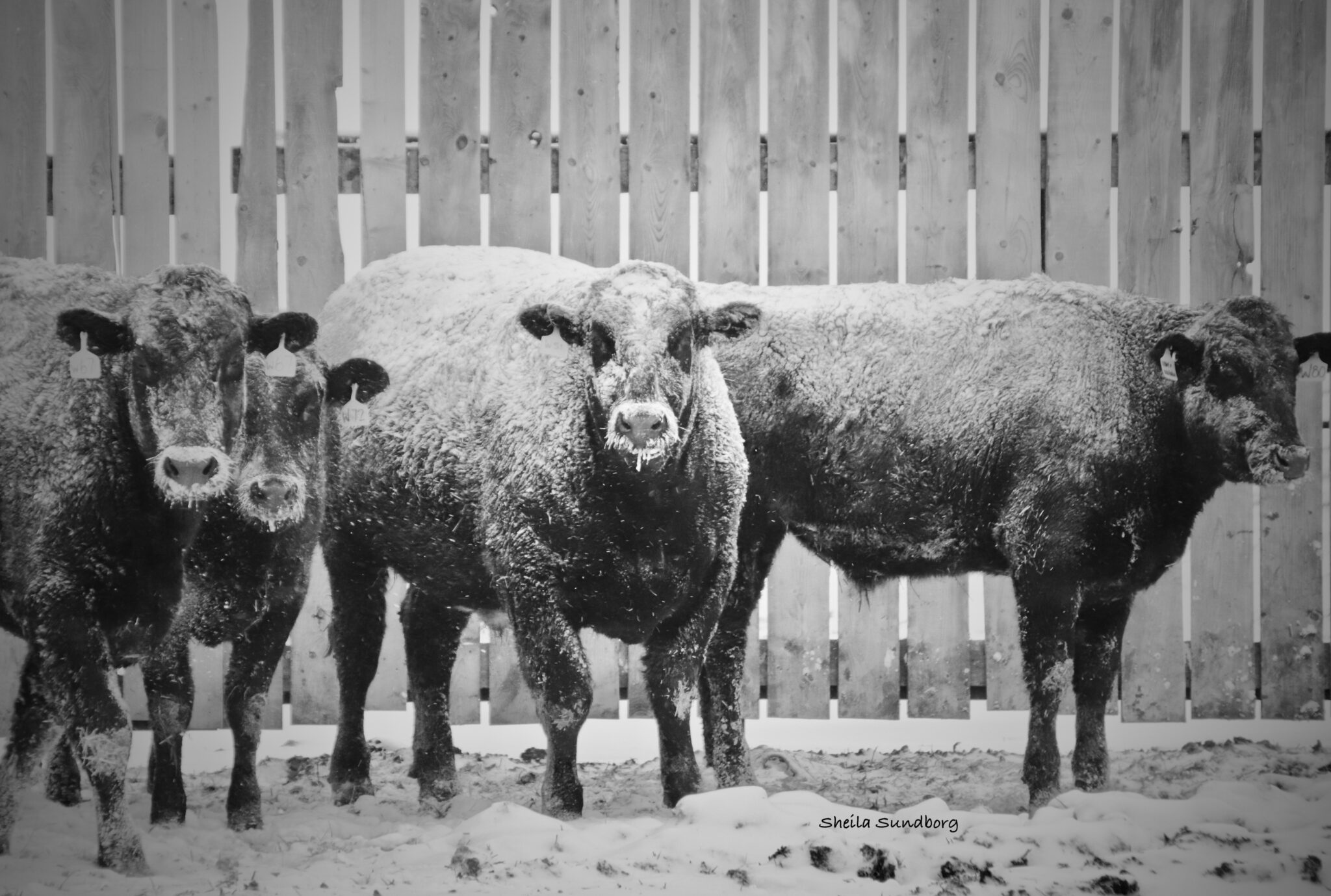 Contact Us Saskatchewan Snow Beef